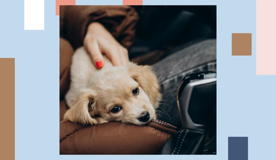 Dog Travel Car Seat